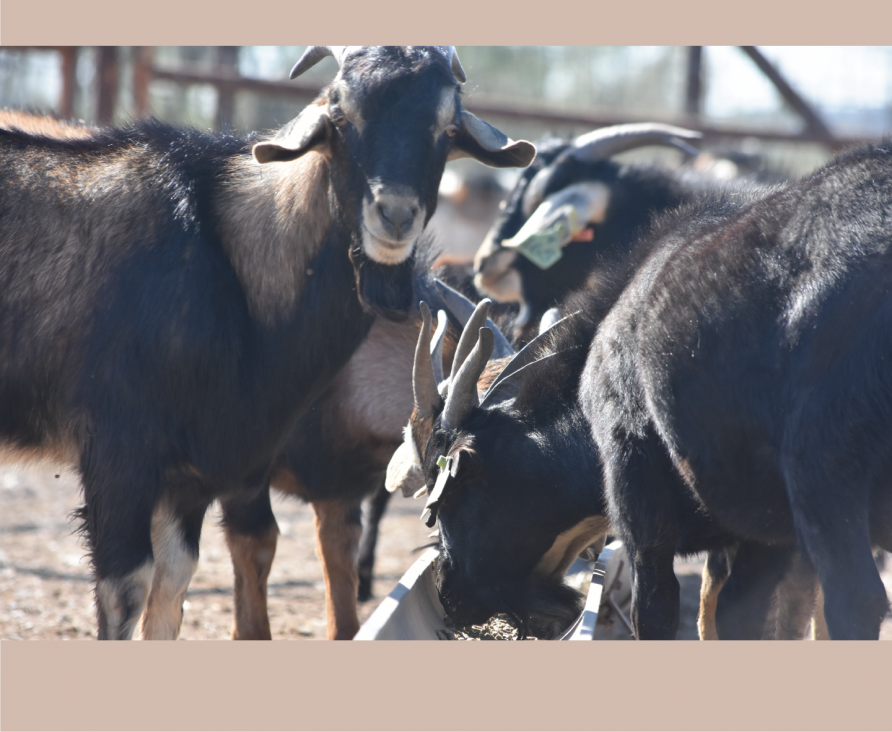 Marketing Meat Goats Midwest Buck Sale